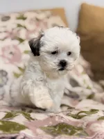 Layne, a female Shihpoo for sale in Nashville, TN – 1 of 3
