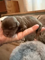 Lorilie , a male Shihpoo for sale in Nashville, TN – 2 of 2