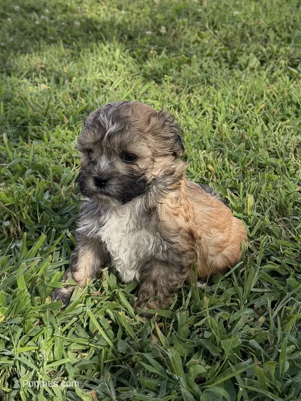 Gilmore – Shihpoo puppy for sale in Nashville, TN