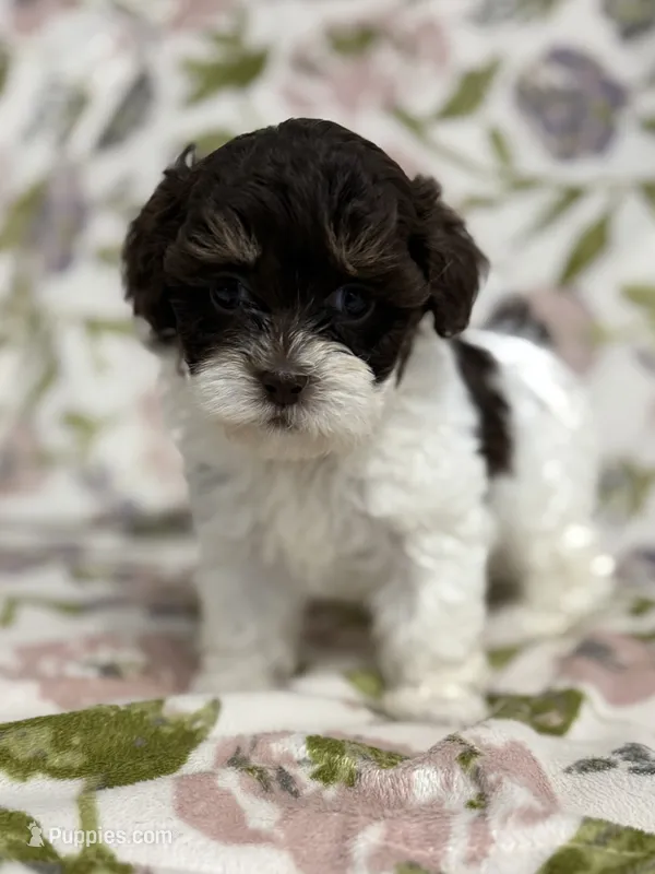 Rory – Shihpoo puppy for sale in Nashville, TN