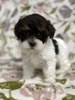 Rory, a female Shihpoo for sale in Nashville, TN – 1 of 2