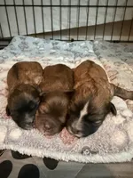 Luke, a male Shihpoo for sale in Nashville, TN – 2 of 3