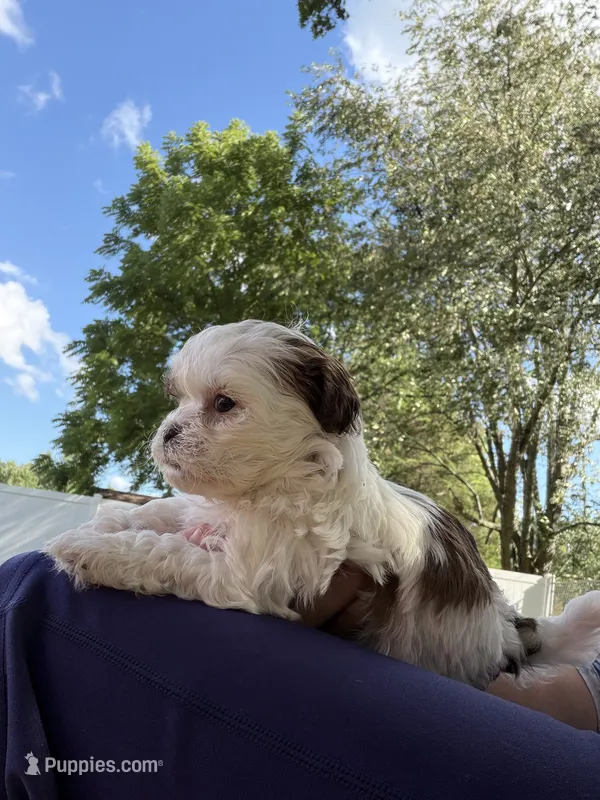 Suki – Shihpoo puppy for sale in Nashville, TN