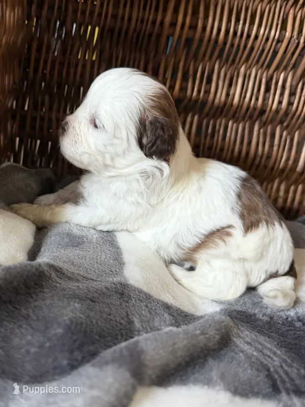 Suki – Shihpoo puppy for sale in Nashville, TN