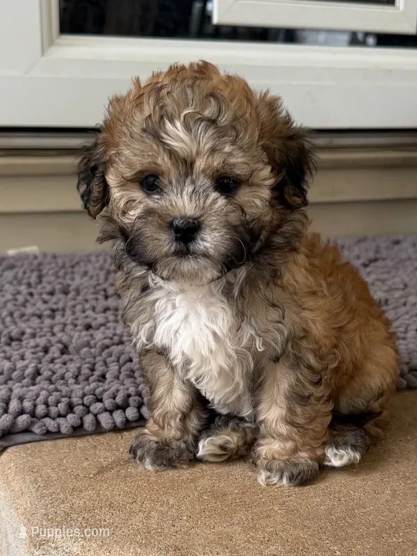 Gilmore – Shihpoo puppy for sale in Nashville, TN