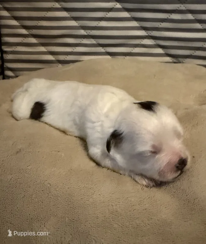 Layne – Shihpoo puppy for sale in Nashville, TN