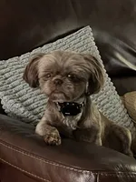 Cocoa, a female Shih Tzu for sale in Nashville, TN – 5 of 6
