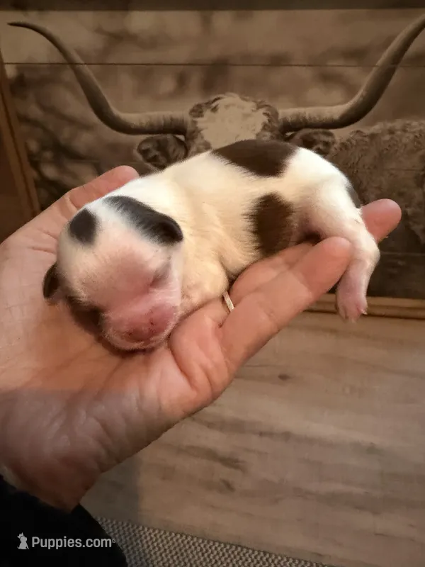 Suki – Shihpoo puppy for sale in Nashville, TN