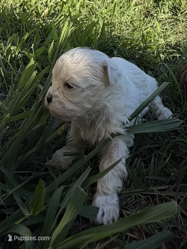 Layne – Shihpoo puppy for sale in Nashville, TN
