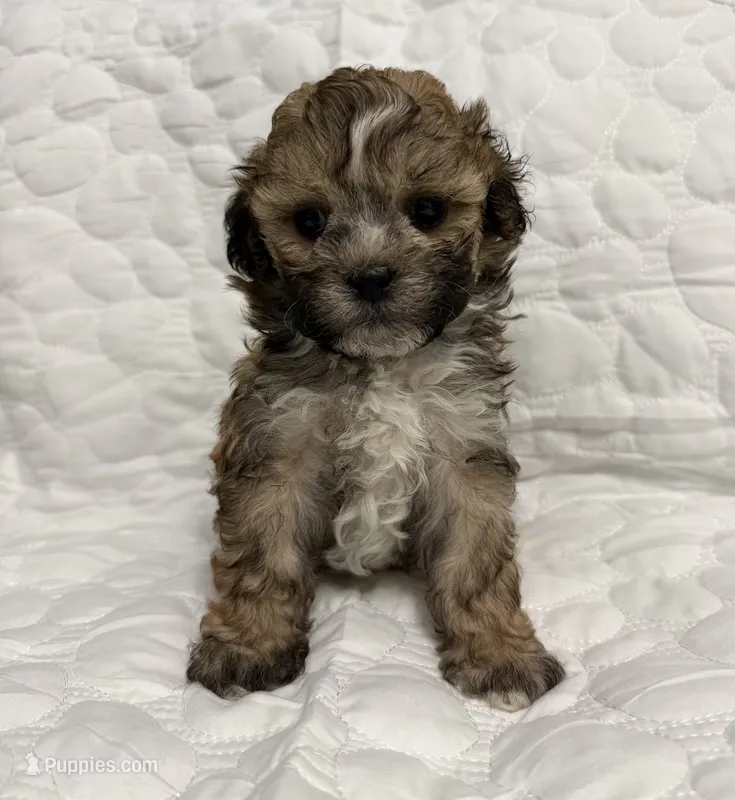 Gilmore – Shihpoo puppy for sale in Nashville, TN