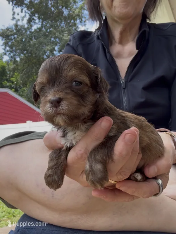 Lorilie  – Shihpoo puppy for sale in Nashville, TN