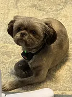 Cocoa, a female Shih Tzu for sale in Nashville, TN – 4 of 6