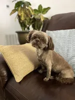 Cocoa, a female Shih Tzu for sale in Nashville, TN – 6 of 6