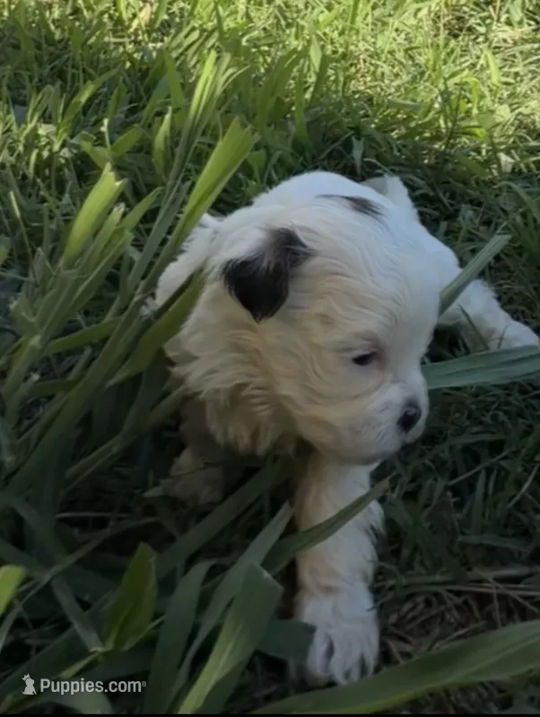 Layne – Shihpoo puppy for sale in Nashville, TN