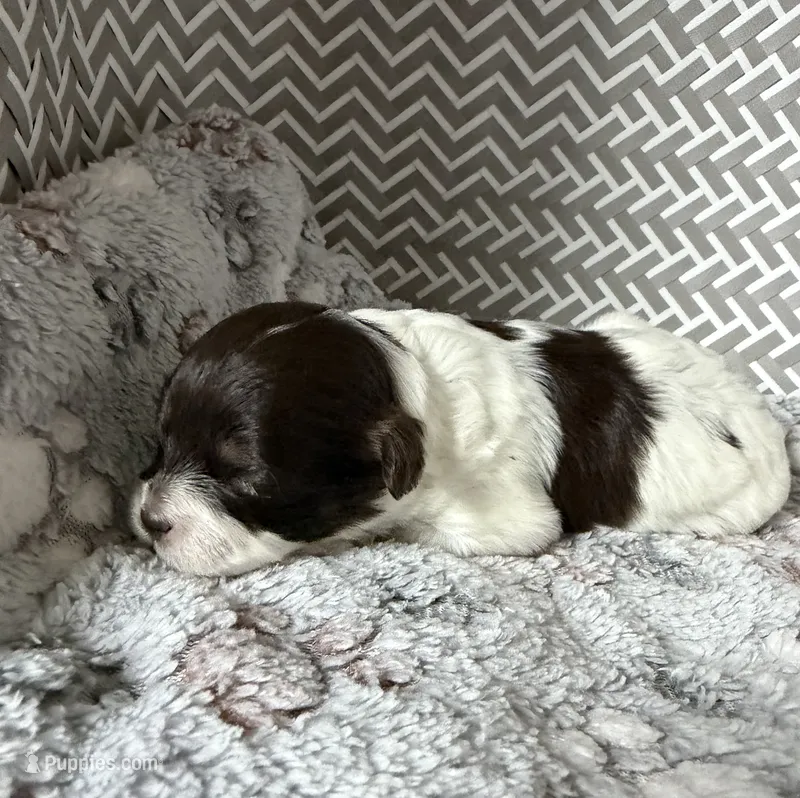 Rory – Shihpoo puppy for sale in Nashville, TN