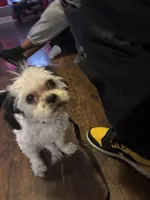 Yin Yang, a female Shih Tzu for sale in Chicago, IL – 5 of 5