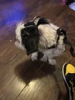 Yin Yang, a female Shih Tzu for sale in Chicago, IL – 4 of 5