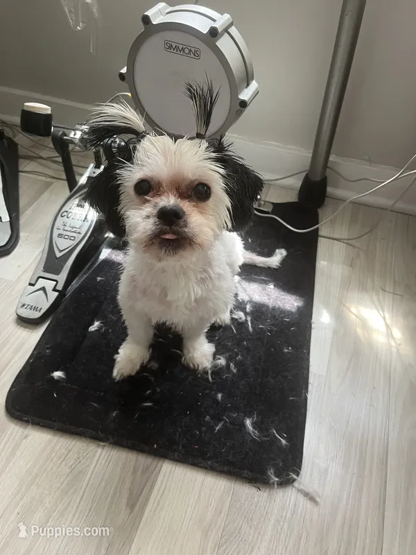 Yin Yang – Shih Tzu puppy for sale in Chicago, IL