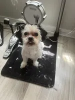Yin Yang, a female Shih Tzu for sale in Chicago, IL – 1 of 5