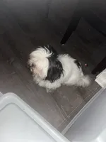 Yin Yang, a female Shih Tzu for sale in Chicago, IL – 2 of 5