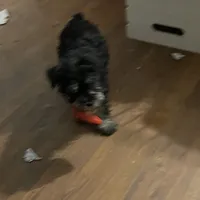 Dena, a female Miniature Schnauzer for sale in Binghamton, NY – Photo 3 of 3