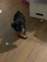 Dena, a female Miniature Schnauzer for sale in Binghamton, NY – Photo 2 of 2