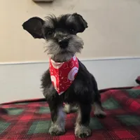Dena, a female Miniature Schnauzer for sale in Binghamton, NY – Photo 1 of 3