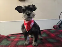 Dena, a female Miniature Schnauzer for sale in Binghamton, NY – Photo 1 of 2