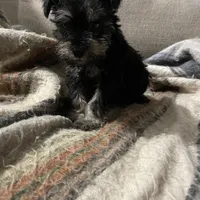 Darrel, a male Miniature Schnauzer for sale in Binghamton, NY – Photo 2 of 2