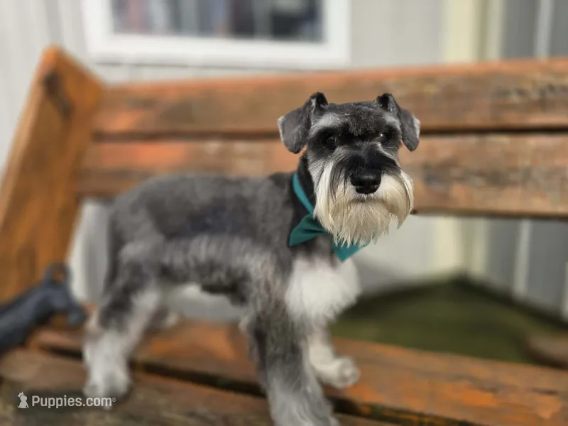 Frank – Miniature Schnauzer puppy for sale in Binghamton, NY