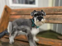 Frank, a male Miniature Schnauzer for sale in Binghamton, NY – 1 of 3