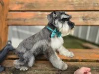 Frank, a male Miniature Schnauzer for sale in Binghamton, NY – 2 of 3