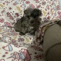 Ted, a male Westiepoo for sale in Binghamton, NY – Photo 2 of 4