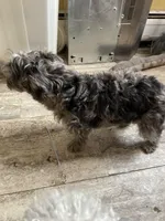 Ted, a male Westiepoo for sale in Binghamton, NY – 3 of 4