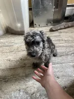 Ted, a male Westiepoo for sale in Binghamton, NY – 4 of 4