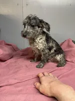 Ted, a male Westiepoo for sale in Binghamton, NY – Photo 1 of 4