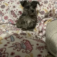 Ted, a male Westiepoo for sale in Binghamton, NY – Photo 4 of 4