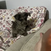 Ted, a male Westiepoo for sale in Binghamton, NY – Photo 3 of 4