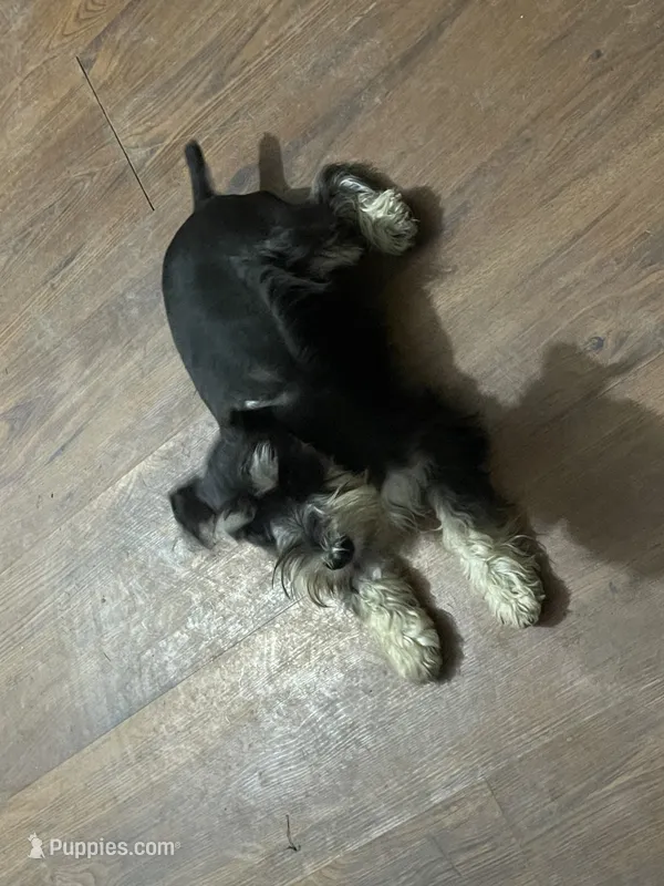 Sally – Miniature Schnauzer puppy for sale in Binghamton, NY