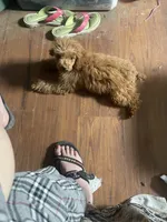 Brie, a female Poodle - Miniature  for sale in Binghamton, NY – 2 of 2