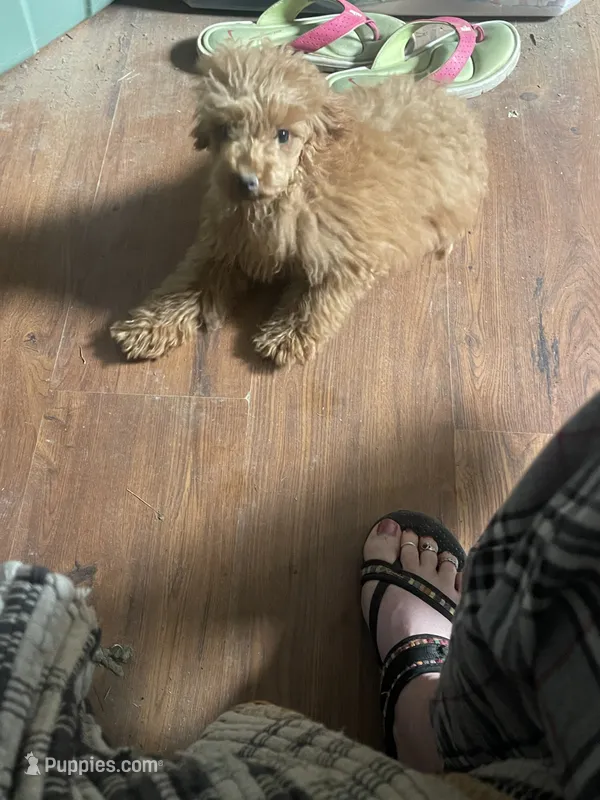 Brie – Poodle - Miniature  puppy for sale in Binghamton, NY