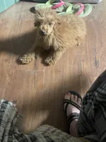 Brie, a female Poodle - Miniature  for sale in Binghamton, NY – 1 of 2