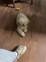 Sue, a female Poodle - Toy  for sale in Binghamton, NY – Photo 4 of 4