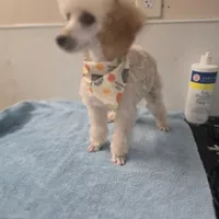 Sue, a female Poodle - Toy  for sale in Binghamton, NY – Photo 1 of 4