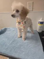 Sue, a female Poodle - Toy  for sale in Binghamton, NY – Photo 1 of 2