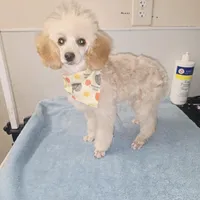 Sue, a female Poodle - Toy  for sale in Binghamton, NY – Photo 3 of 4