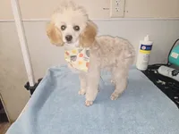 Sue, a female Poodle - Toy  for sale in Binghamton, NY – Photo 2 of 2