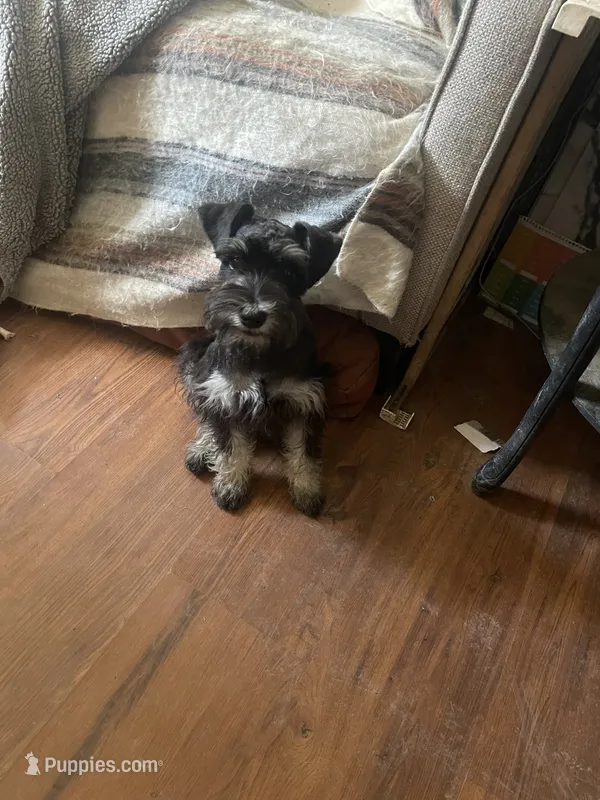Mark neutered – Miniature Schnauzer puppy for sale in Binghamton, NY