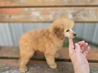 May, a female Poodle - Miniature  for sale in Binghamton, NY – 1 of 2
