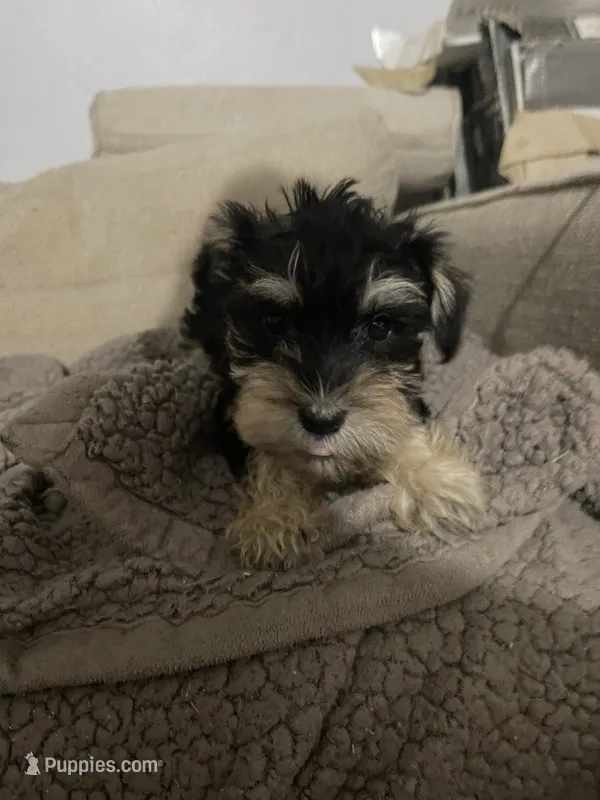 Mark – Miniature Schnauzer puppy for sale in Binghamton, NY